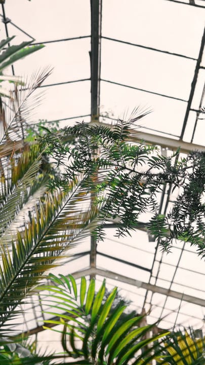 Lush Foliage Reaches Skyward in a Tropical Oasis