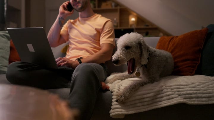 Evening Work Call With Furry Companion On The Sofa
