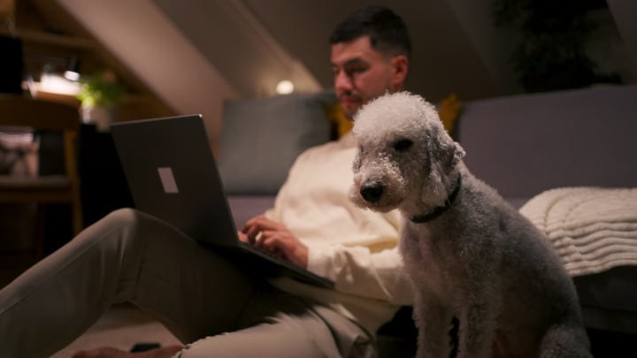 Evening Focus with Furry Company in Cozy Home