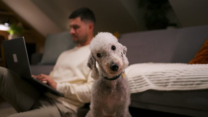 Man Working On Laptop With Dog In Cozy Living Room