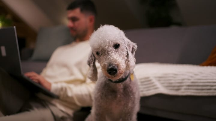 Cozy Evening Work Session With Faithful Companion