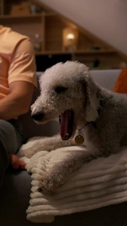 Cozy Evening Work Session With Canine Companion