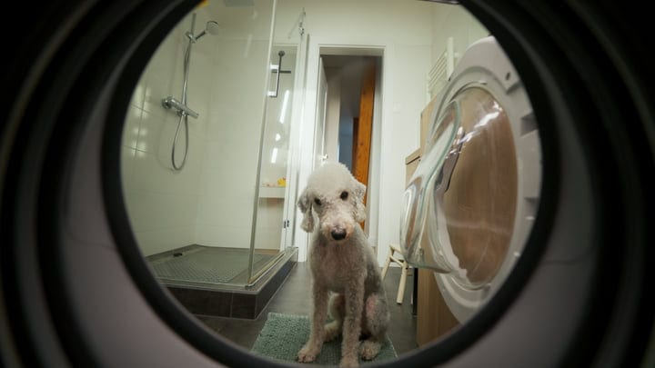 Curious Canine Pauses By The Laundry Room Door