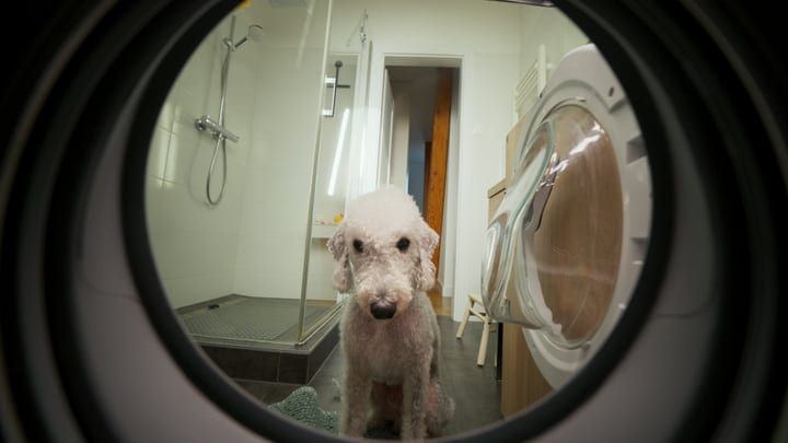 Curious Dog Peering Into Washing Machine In Bathroom