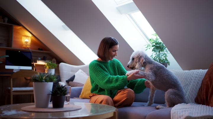 A Cozy Afternoon With A Beloved Pet At Home