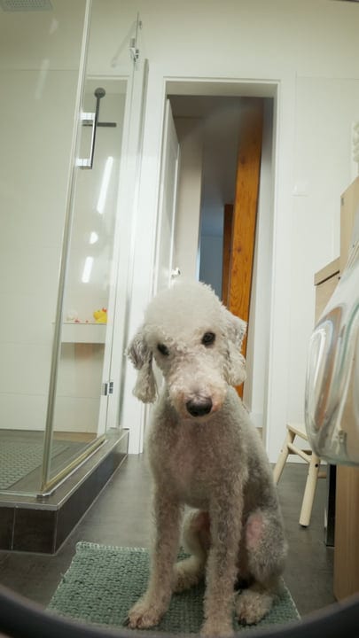 Curious Dog Waits Patiently In A Cozy Bathroom
