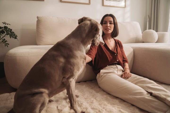 Young Woman Petting Her Weimaraner Dog While Sitting On Living Room Floor