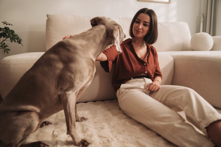 Young Woman Petting Her Dog On A Couch In A Cozy Living Room