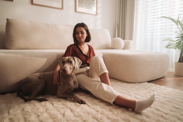 Woman And Her Weimaraner Relaxing On Cozy Living Room Rug