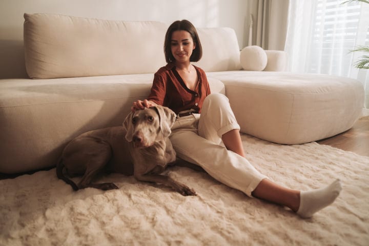 Young Woman Sits On Plush Rug Petting A Weimaraner Dog Indoors