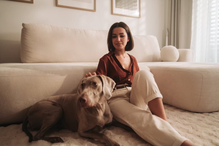 Woman Petting Weimaraner Dog On Living Room Floor Next To Sofa