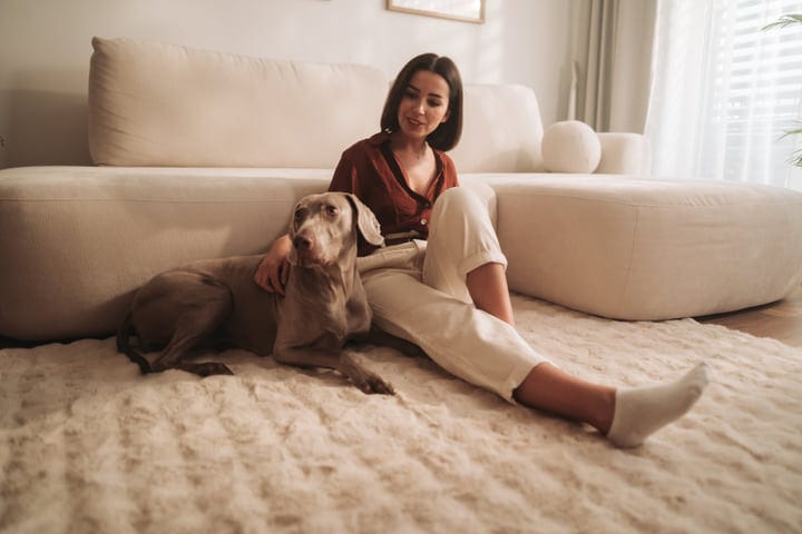 Young Woman Petting Her Weimaraner Dog On Living Room Floor