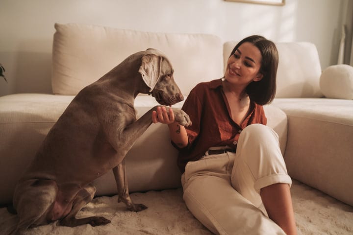 Young Woman Sitting On Floor Smiling At Weimaraner Dog's Paw