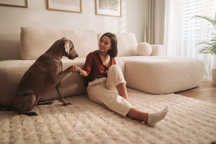 Young Woman And Weimaraner Dog Shake Paws In Modern Living Room