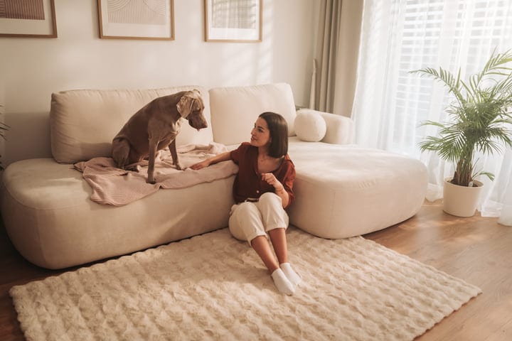 Young Woman Sits On Rug With Weimaraner Dog On Couch In Bright Living Room
