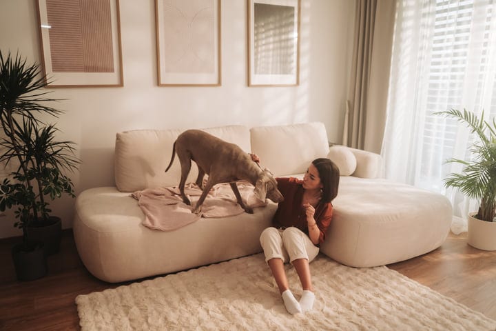 Young Woman Pets Her Weimaraner Dog In A Bright Living Room At Home