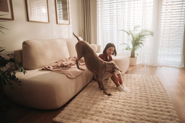 Woman With Weimaraner Dog Enjoying A Playful Morning In Her Home