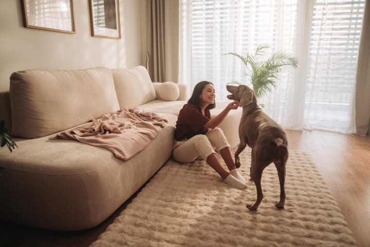 Young Woman Petting Weimaraner Dog On Rug In Bright Living Room