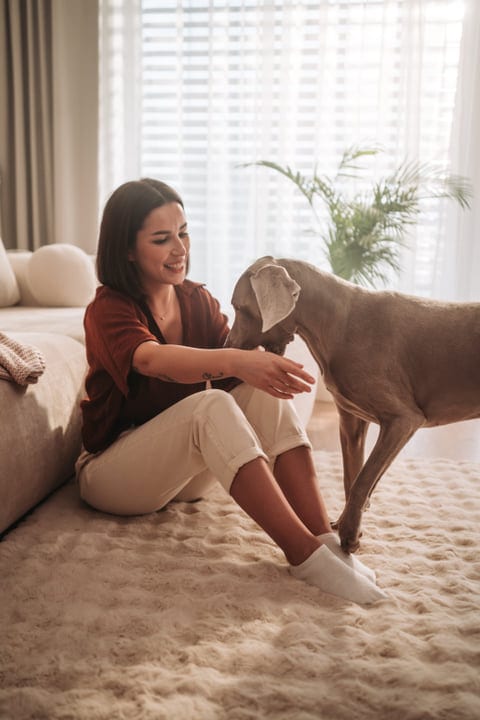 Young Woman Petting Her Weimaraner Dog On Fluffy Rug Indoors