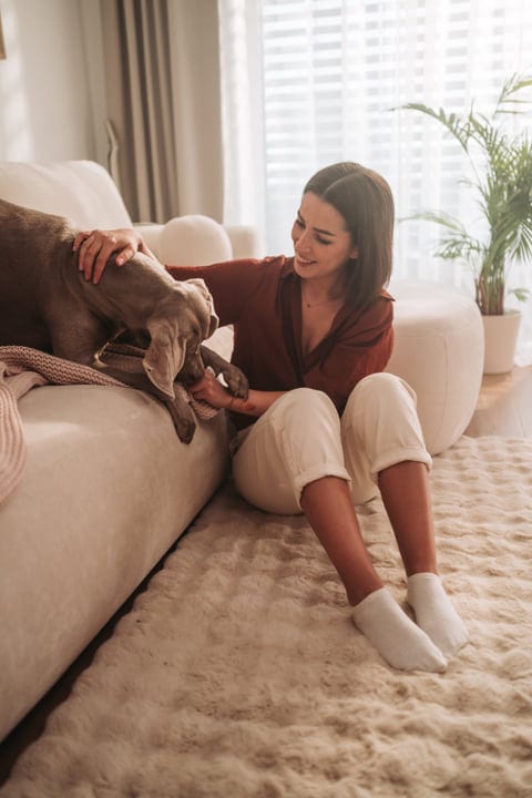Woman Petting Her Weimaraner Dog On The Living Room Floor