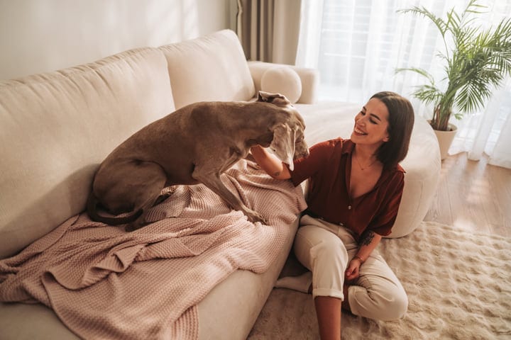 Sunlit Mornings and Furry Companions: A Cozy Living Room