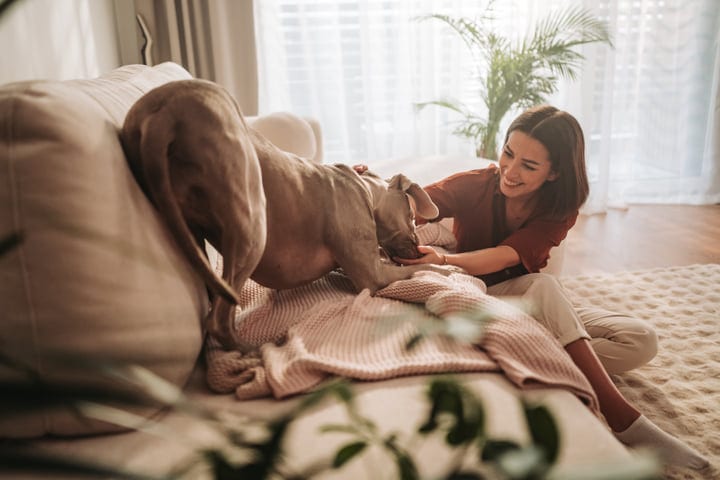 Young Woman Interacting With Weimaraner Dog On Sofa In Bright Living Room
