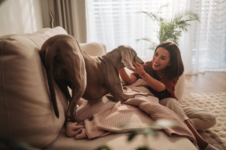 Young Woman Gently Petting Her Weimaraner Dog On A Sofa In Morning Light