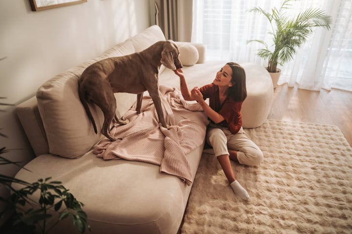 Smiling Woman Interacting With Her Weimaraner Dog On A Cozy Sofa