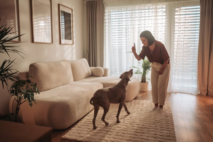 Young Woman Training Her Dog Inside A Bright Modern Living Room
