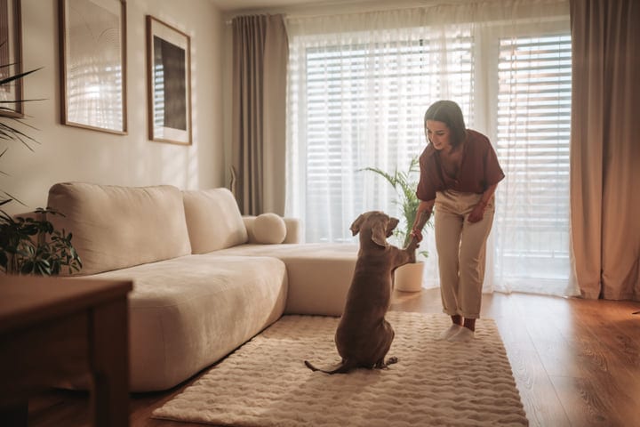 Young Woman Playing With Pet Dog In Sunny Modern Living Room