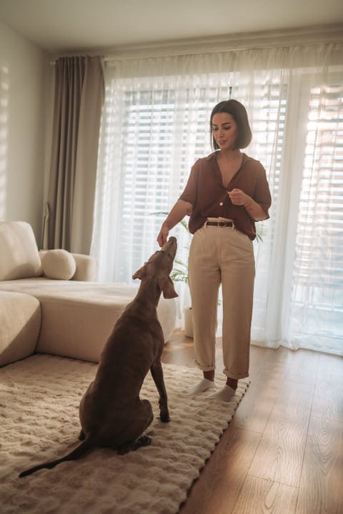 Woman Giving Dog A Treat In Her Sunny Apartment Living Room