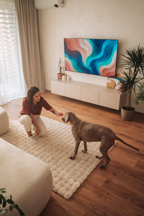 Young Woman Kneeling And Feeding Her Weimaraner Dog In A Modern Living Room
