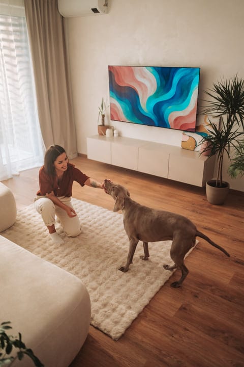 Young Woman Petting Her Weimaraner Dog On A Living Room Rug
