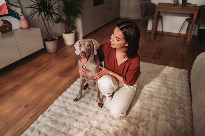 Woman Kneeling With Her Weimaraner Dog On A Shaggy Rug Indoors