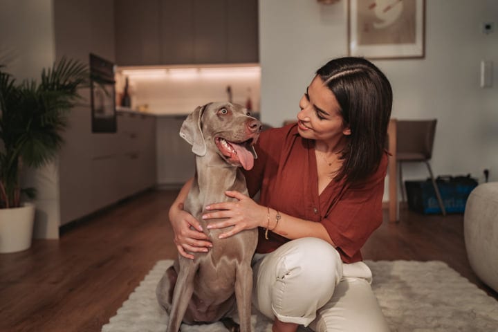 Young Woman Petting Her Weimaraner Dog In A Cozy Modern Apartment