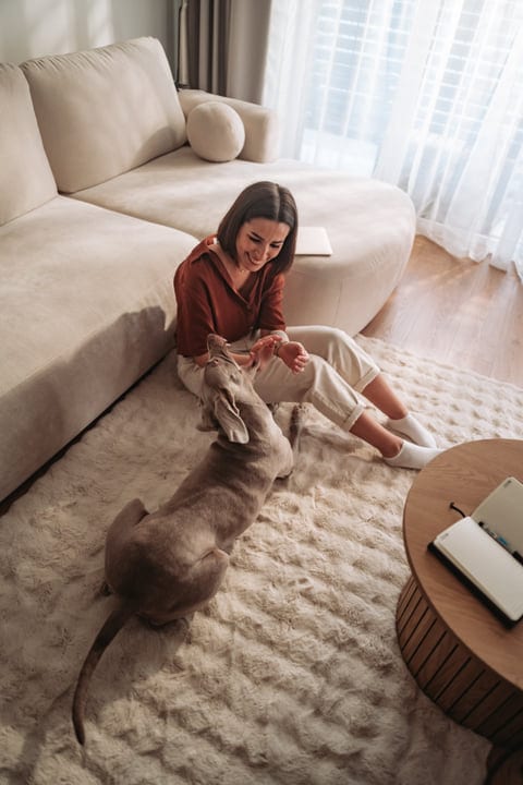 Happy Woman And Weimaraner Dog Play In Bright Apartment