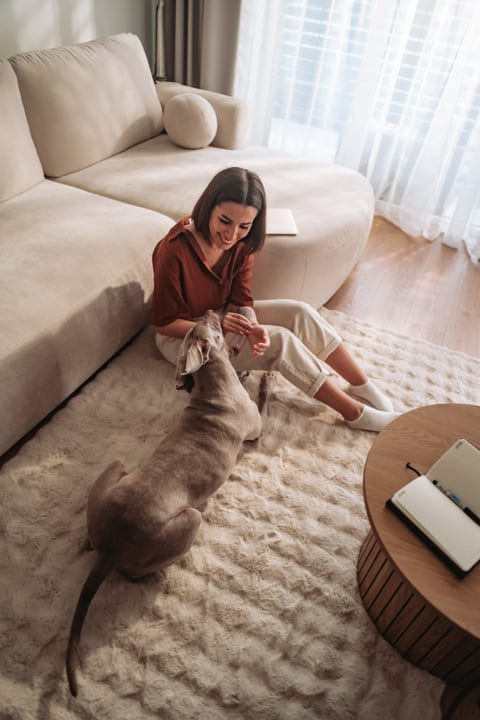 Young Woman Playing With Her Weimaraner Dog On A Fluffy Rug