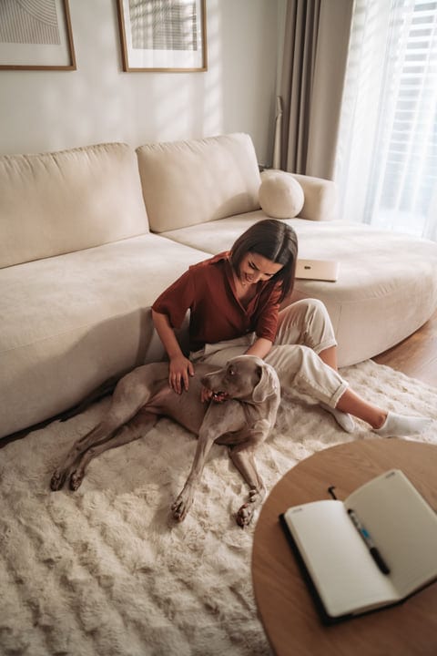 Smiling Woman Gently Strokes Her Weimaraner Dog Inside Her Apartment