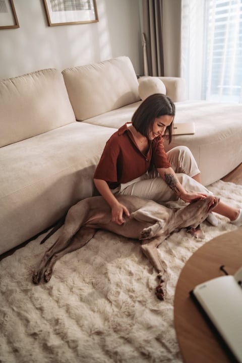 Young Woman Pets Her Weimaraner Dog On A Cozy Rug In Her Living Room