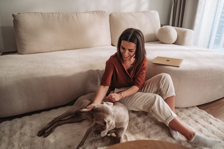 Woman Gently Pets Weimaraner On Fluffy Rug In Modern Living Room