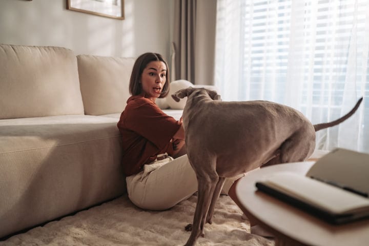 Surprised Woman Watching Her Curious Dog Exploring The Living Room Floor