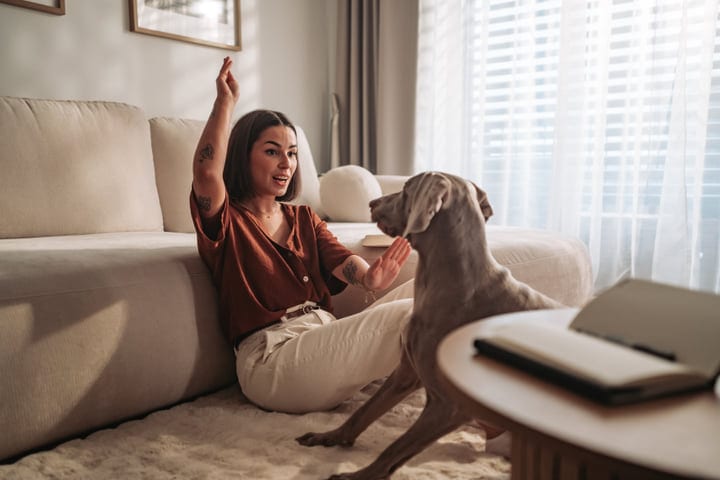 Young Woman Playfully Interacting With Her Dog Indoors By The Sofa