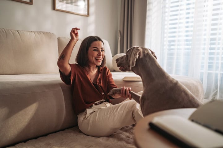 Young Woman Plays With Her Weimaraner Dog In Bright Morning Light