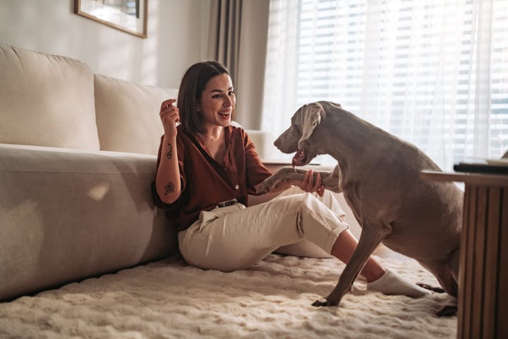 Woman Playing With Her Weimaraner Dog On The Living Room Rug