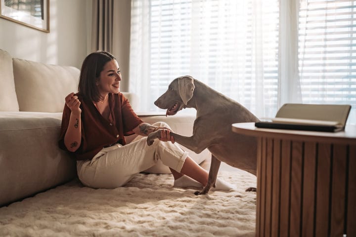 Young Woman And Her Weimaraner Dog Sitting On Floor In Sunny Living Room