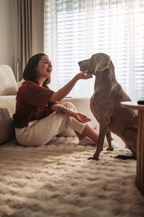 Smiling Woman Interacting With Her Weimaraner Dog Indoors On Rug