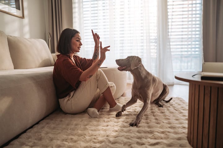 Young Woman Sits On Floor And Plays With Her Weimaraner Dog At Home