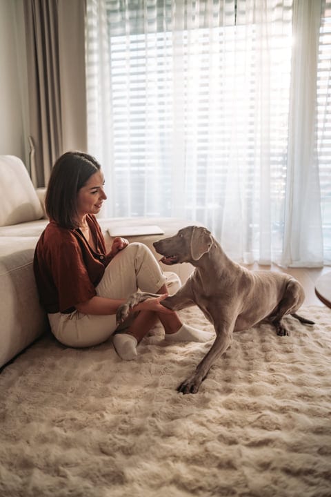 Woman Interacts With Her Weimaraner Dog On Rug In Sunny Room