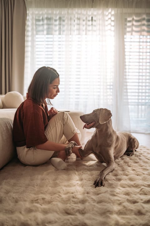 Woman Sits On Rug With Her Weimaraner Dog In Sunlit Living Room