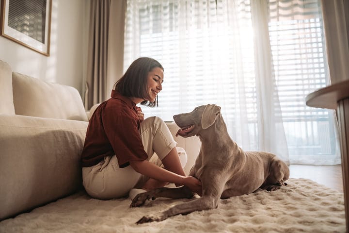 Young Woman Sits On Floor Interacting With Her Weimaraner Dog In Bright Living Room